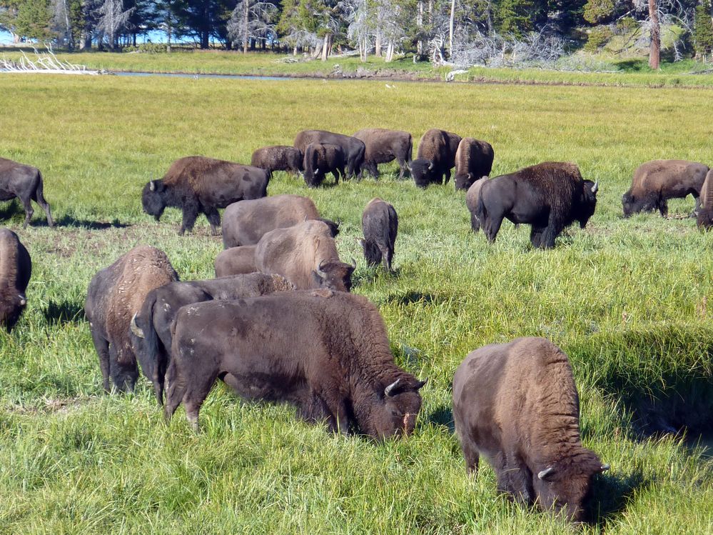 Yellowstone (14).JPG